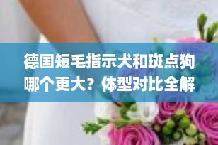 德国短毛指示犬和斑点狗哪个更大？体型对比全解析