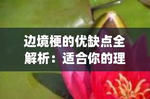边境梗的优缺点全解析：适合你的理想伴侣犬吗？