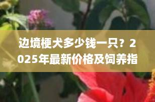 边境梗犬多少钱一只？2025年最新价格及饲养指南全解析