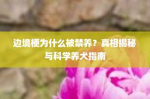 边境梗为什么被禁养？真相揭秘与科学养犬指南