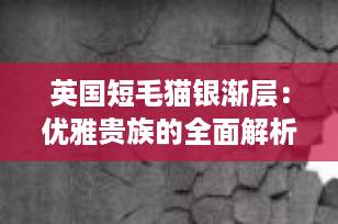 英国短毛猫银渐层：优雅贵族的全面解析｜品种特征、饲养指南与价格揭秘（2025最新版）