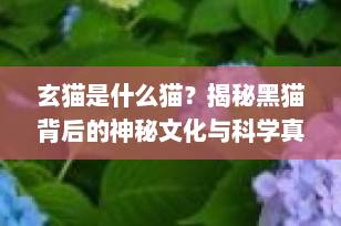 玄猫是什么猫？揭秘黑猫背后的神秘文化与科学真相