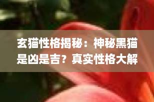 玄猫性格揭秘：神秘黑猫是凶是吉？真实性格大解析（附饲养建议）