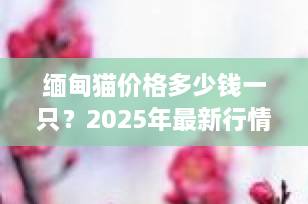 缅甸猫价格多少钱一只？2025年最新行情与选购全攻略