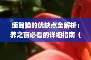 缅甸猫的优缺点全解析：养之前必看的详细指南（2025最新版）