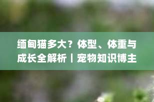 缅甸猫多大？体型、体重与成长全解析｜宠物知识博主科普