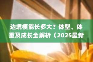 边境梗能长多大？体型、体重及成长全解析（2025最新指南）