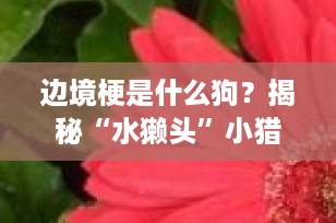 边境梗是什么狗？揭秘“水獭头”小猎手的前世今生