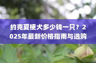 约克夏梗犬多少钱一只？2025年最新价格指南与选购全攻略