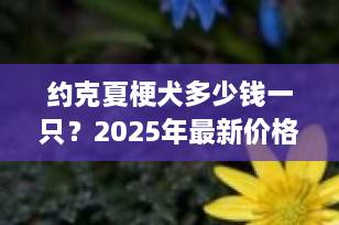 约克夏梗犬多少钱一只？2025年最新价格行情与选购全攻略