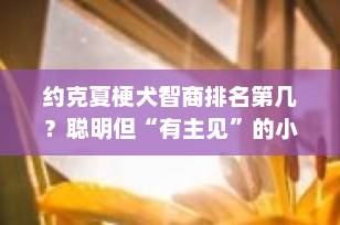 约克夏梗犬智商排名第几？聪明但“有主见”的小机灵鬼，你了解吗？