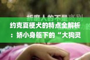 约克夏梗犬的特点全解析：娇小身躯下的“大狗灵魂” | 宠物博主专业指南