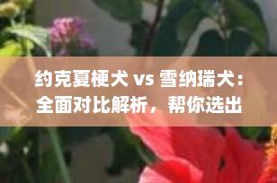 约克夏梗犬 vs 雪纳瑞犬：全面对比解析，帮你选出最适合的毛孩子！