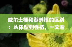 威尔士梗和湖畔梗的区别：从体型到性格，一文看懂两大梗犬差异