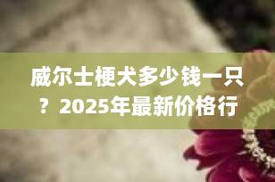 威尔士梗犬多少钱一只？2025年最新价格行情与选购指南