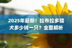 2025年最新！拉布拉多猎犬多少钱一只？全面解析价格影响因素与选购指南