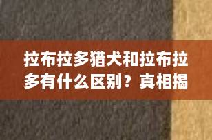 拉布拉多猎犬和拉布拉多有什么区别？真相揭秘，看完秒懂！