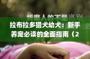 拉布拉多猎犬幼犬：新手养宠必读的全面指南（2025最新版）