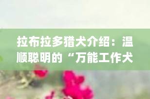 拉布拉多猎犬介绍：温顺聪明的“万能工作犬”，家庭伴侣首选！