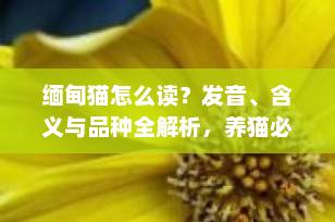 缅甸猫怎么读？发音、含义与品种全解析，养猫必看！