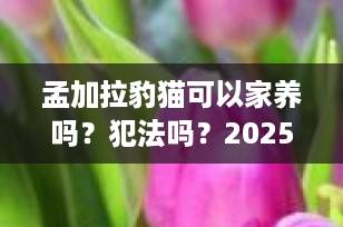 孟加拉豹猫可以家养吗？犯法吗？2025年最新养猫政策全解析