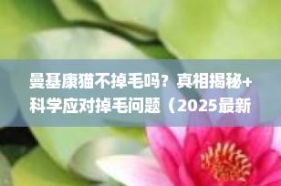 曼基康猫不掉毛吗？真相揭秘+科学应对掉毛问题（2025最新指南）