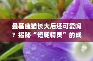 曼基康猫长大后还可爱吗？揭秘“短腿精灵”的成长蜕变与永恒魅力