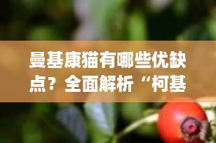 曼基康猫有哪些优缺点？全面解析“柯基猫”的魅力与挑战（2025最新指南）