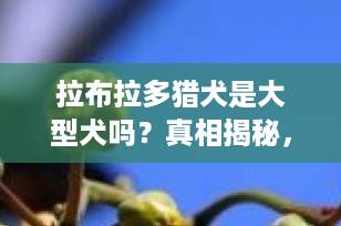 拉布拉多猎犬是大型犬吗？真相揭秘，养前必看！