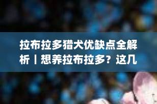 拉布拉多猎犬优缺点全解析｜想养拉布拉多？这几点你必须知道！