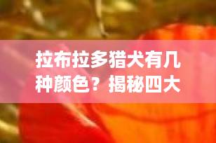 拉布拉多猎犬有几种颜色？揭秘四大标准色及稀有色真相（2025最新版）