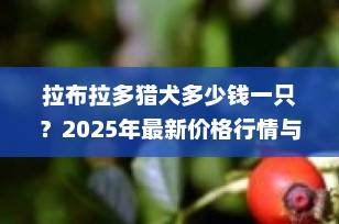 拉布拉多猎犬多少钱一只？2025年最新价格行情与选购全攻略