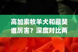 高加索牧羊犬和藏獒谁厉害？深度对比两大猛犬之王