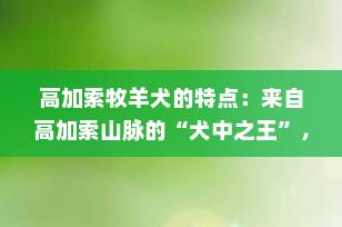 高加索牧羊犬的特点：来自高加索山脉的“犬中之王”，你真的了解它吗？