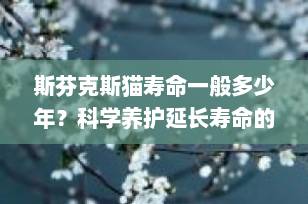 斯芬克斯猫寿命一般多少年？科学养护延长寿命的5大关键措施