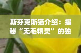 斯芬克斯猫介绍：揭秘“无毛精灵”的独特魅力，适合家庭饲养吗？