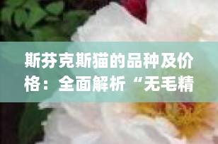 斯芬克斯猫的品种及价格：全面解析“无毛精灵”的魅力与价值（2025最新指南）