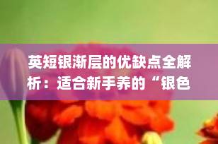 英短银渐层的优缺点全解析：适合新手养的“银色小天使”到底值不值得入手？