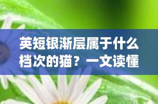 英短银渐层属于什么档次的猫？一文读懂它的价值与养护要点（2025最新指南）