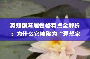 英短银渐层性格特点全解析：为什么它被称为“理想家猫”？