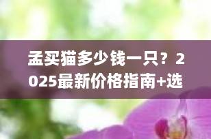 孟买猫多少钱一只？2025最新价格指南+选购避坑全攻略