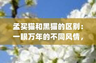 孟买猫和黑猫的区别：一眼万年的不同风情，你真的分得清吗？