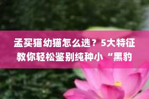 孟买猫幼猫怎么选？5大特征教你轻松鉴别纯种小“黑豹”！