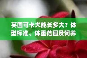 英国可卡犬能长多大？体型标准、体重范围及饲养建议全解析