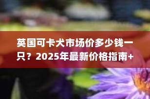 英国可卡犬市场价多少钱一只？2025年最新价格指南+选购全攻略