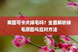英国可卡犬掉毛吗？全面解析掉毛原因与应对方法