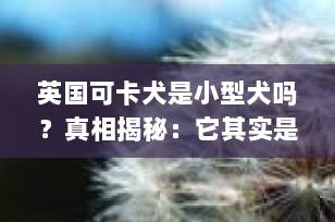 英国可卡犬是小型犬吗？真相揭秘：它其实是中型猎犬！