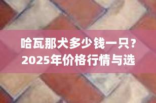 哈瓦那犬多少钱一只？2025年价格行情与选购全攻略