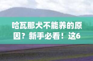 哈瓦那犬不能养的原因？新手必看！这6大缺点劝退无数人！
