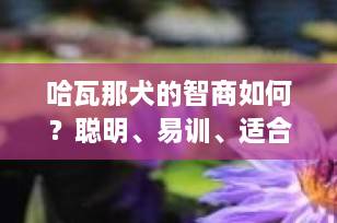 哈瓦那犬的智商如何？聪明、易训、适合家庭饲养的全能伴侣犬解析